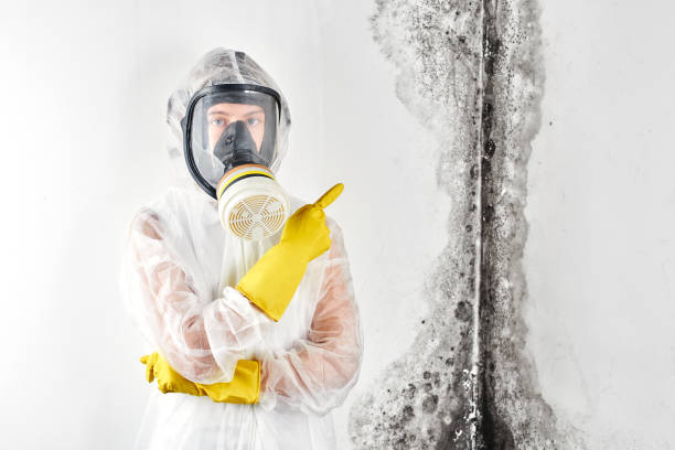 Environmental Consulting for Mold Prevention in Black Point Green Point, CA